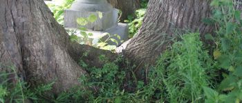 Punto de interés Assesse - Tilleuls à petites feuilles - Photo