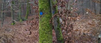 POI Fontainebleau - 04 - Un hêtre à jambage - Photo