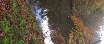 Point d'intérêt Watermael-Boitsfort - forêt de soigne - Photo