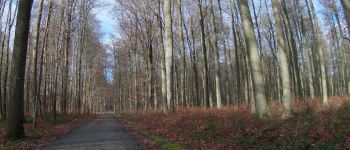 POI Sint-Genesius-Rode - forêt de soigne - Photo