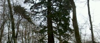 Point d'intérêt Fontainebleau - 02 - Le Séquoia Géant - Photo