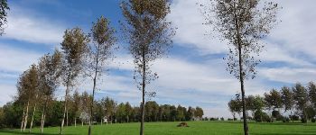 Point d'intérêt Herve - Etonnant alignement d'arbres - Photo