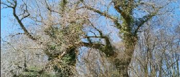 Punto di interesse Jonzier-Épagny - Point 2 arbres remarquables - Photo