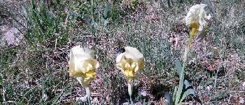 Point d'intérêt Bouquet - Iris sauvage - Photo