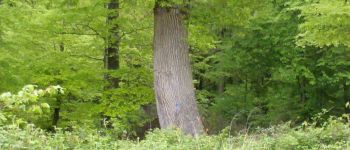 Point d'intérêt Fontainebleau - 15 - Chêne sessile ''F'', 3.80 m de circ. - Photo
