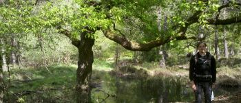Point d'intérêt Fontainebleau - 21 - Un joli chêne dans une jolie mare - Photo