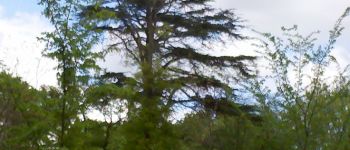 Point d'intérêt Fontainebleau - 18 - Cèdre de l'Atlas, pris de loin - Photo