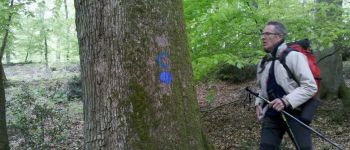 Point d'intérêt Fontainebleau - 12 - Chêne sessile ''C'', 3.10 m de circ. - Photo