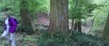 Point d'intérêt Fontainebleau - 13 - Chêne sessile ''D'', 3.45 m de circ. - Photo