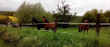 Point of interest Chaumes-en-Brie - Chevaux - Photo