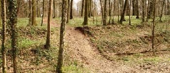 POI Wirten - Forêt - Photo