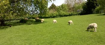 Point of interest Genappe - Prairie et moutons - Photo