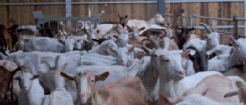 Punto de interés Rochefort - Our tip : goat farm - Photo
