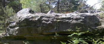 Point d'intérêt Fontainebleau - 11 - Le museau d'un <i>Sarcosuchus imperator</i> - Photo