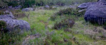 Point d'intérêt Fontainebleau - 07 - Dans cette ''lande'' marécageuse, faut trouver un passage. Tiens, quel est cette grosse bête à droite ? - Photo