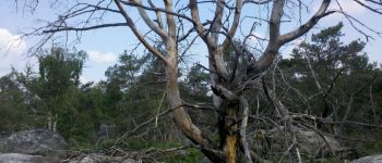 Point d'intérêt Fontainebleau - 06 - Un bel arbre mort, témoin d'un incendie qui a ravagé cette zone - Photo