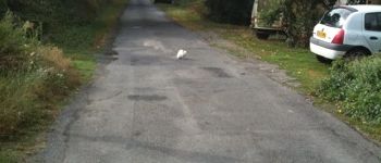 Point of interest Luchapt - White cat luchapt - Photo