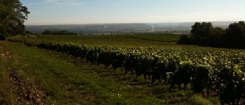 Point of interest Morancé - Vue sur les vignes - Photo