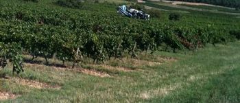 Point d'intérêt Lucenay - Entretien des vignes - Photo