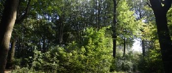 Punto de interés Péruwelz - 1 - Forêt durable - Photo