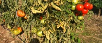 Point d'intérêt Esvres - champs de tomates - Photo