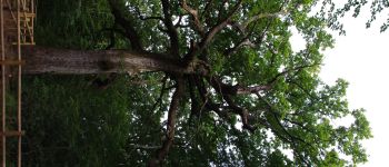 Punto de interés Paimpont - le Chêne des Hindrés - Photo