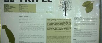 Punto di interesse Saint-Martin (FR) - arbre remarquable - Photo