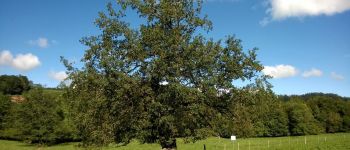 Point d'intérêt La Verrerie - arbre remarquable - Photo