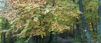 Point d'intérêt Tagolsheim - le bel automne - Photo