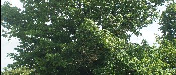Punto de interés Assesse - Tilleul à grandes feuilles - Photo