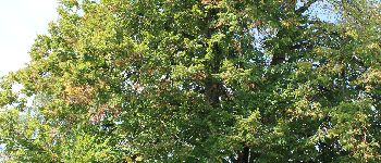 Punto di interesse Assesse - Merkwaardige bomen en kapel - Photo