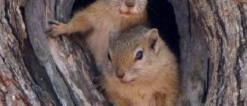 POI Hohenfels - De eekhoorn, een soort uitzondering - Photo