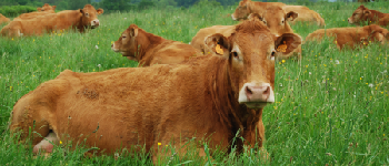 Punto de interés Houffalize - Vaches en Ardenne - Photo