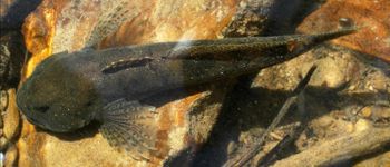 Point d'intérêt Herbeumont - 4 - Natura 2000 et les poissons - Photo