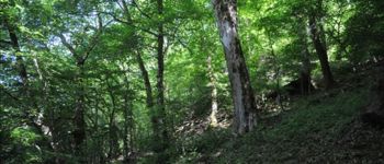 Punto di interesse Herbeumont - 2 - Une forêt de pente - Photo