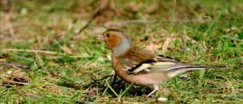 Punto di interesse Herbeumont - 5 - Les oiseaux et les hêtres - Photo