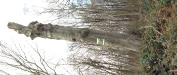 POI Lüttich - arbre logis - Photo