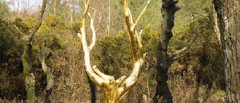 POI Paimpont - L'arbre d'or - Photo