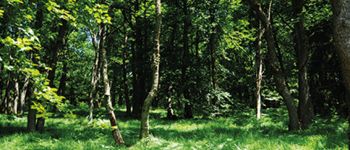 Point of interest Baelen - 3 – Belles forêts feuillues - Photo