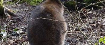 Punto de interés Anhée - Kangourous-autruches - Photo