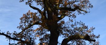 Point d'intérêt Mettet - Vieux chêne pédonculé - Photo