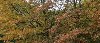 Point d'intérêt Dinant - Chêne rouge d'amérique - Photo