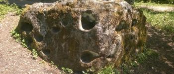 Point d'intérêt Burtigny - pierre spéciale à mille trous - Photo