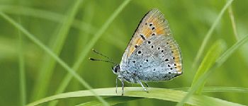 Punto di interesse Florenville - 3 - Papillon rare - Photo