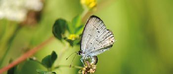 POI Florenville - 1 - Billes noires et ailes bleues - Photo