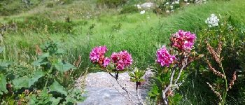 Point d'intérêt Abriès-Ristolas - Rhododendron ferrugineux - Photo