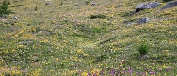 Point d'intérêt Abriès-Ristolas - un tapis de fleurs - Photo