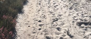 Punto de interés Canéjan - chemin de sable - Photo