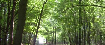 Punto di interesse Havelange - Le bois de Rémont - Photo