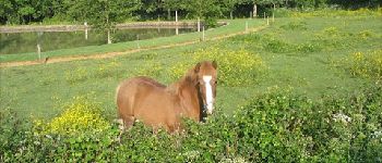 Punto di interesse Saint-Étienne-du-Bois - Un cheval au bord de son étang - Photo
